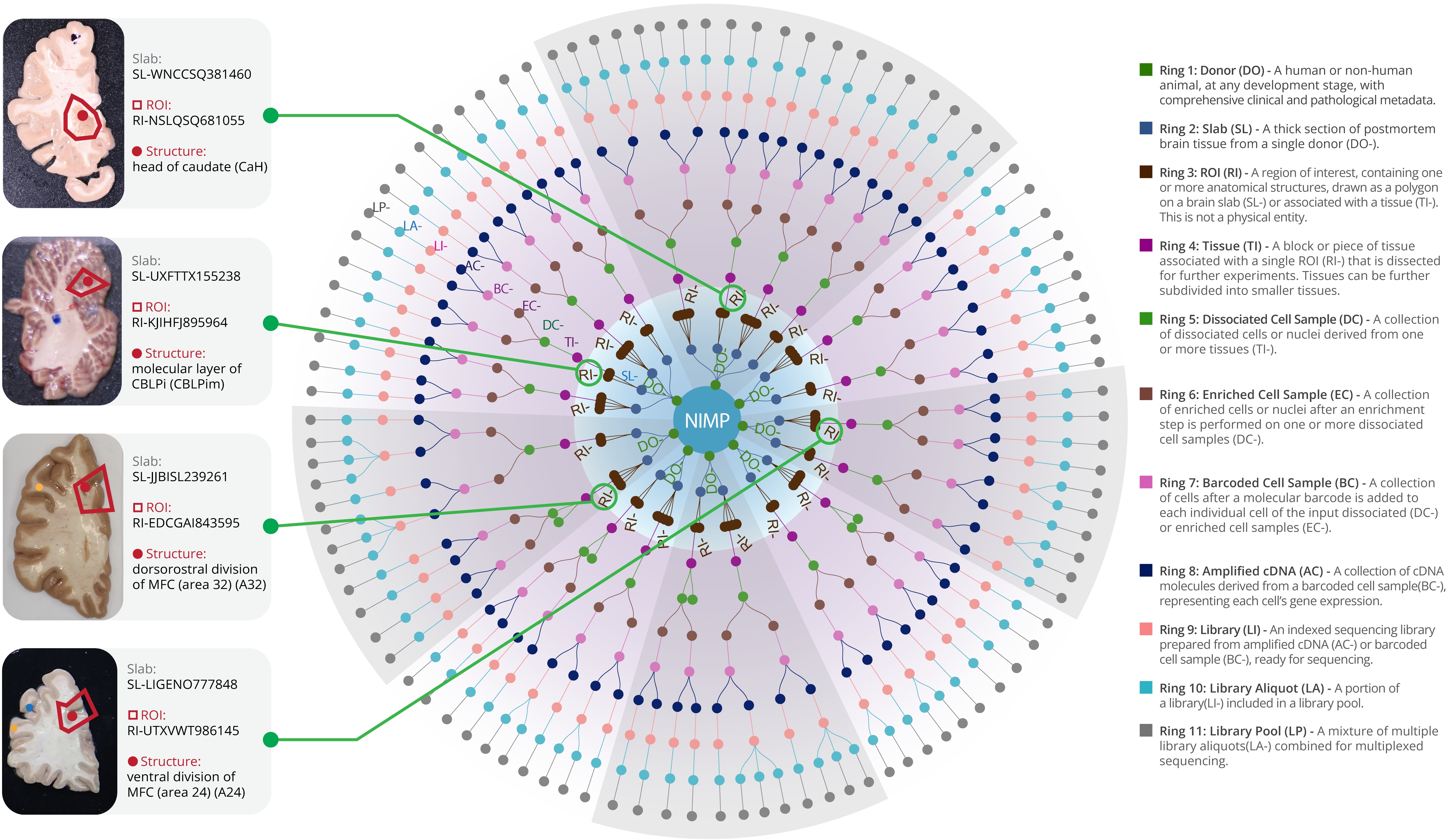 Tissue-to-Bytes: A Catalytic Digital Twin Platform for Consortium-Scale Integration of Single-Cell Omics Data Across the BRAIN Initiative Cell Atlas Network poster